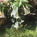 Affittacamere Wieser 