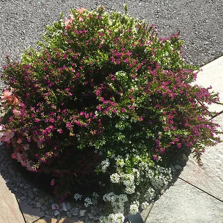 Affittacamere Wieser 