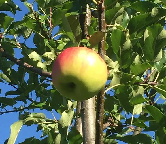 Maison d'hôtes Wieser 