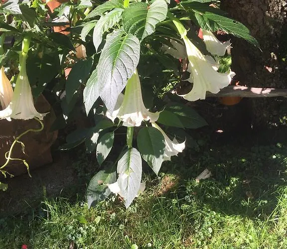 Maison d'hôtes Wieser 